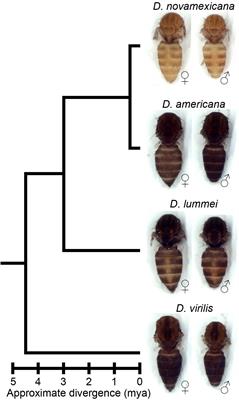 ebony Affects Pigmentation Divergence and Cuticular Hydrocarbons in Drosophila americana and D. novamexicana